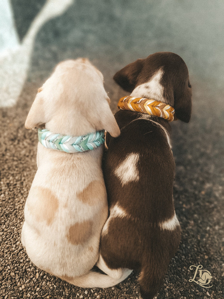 Welpenhalsbänder
