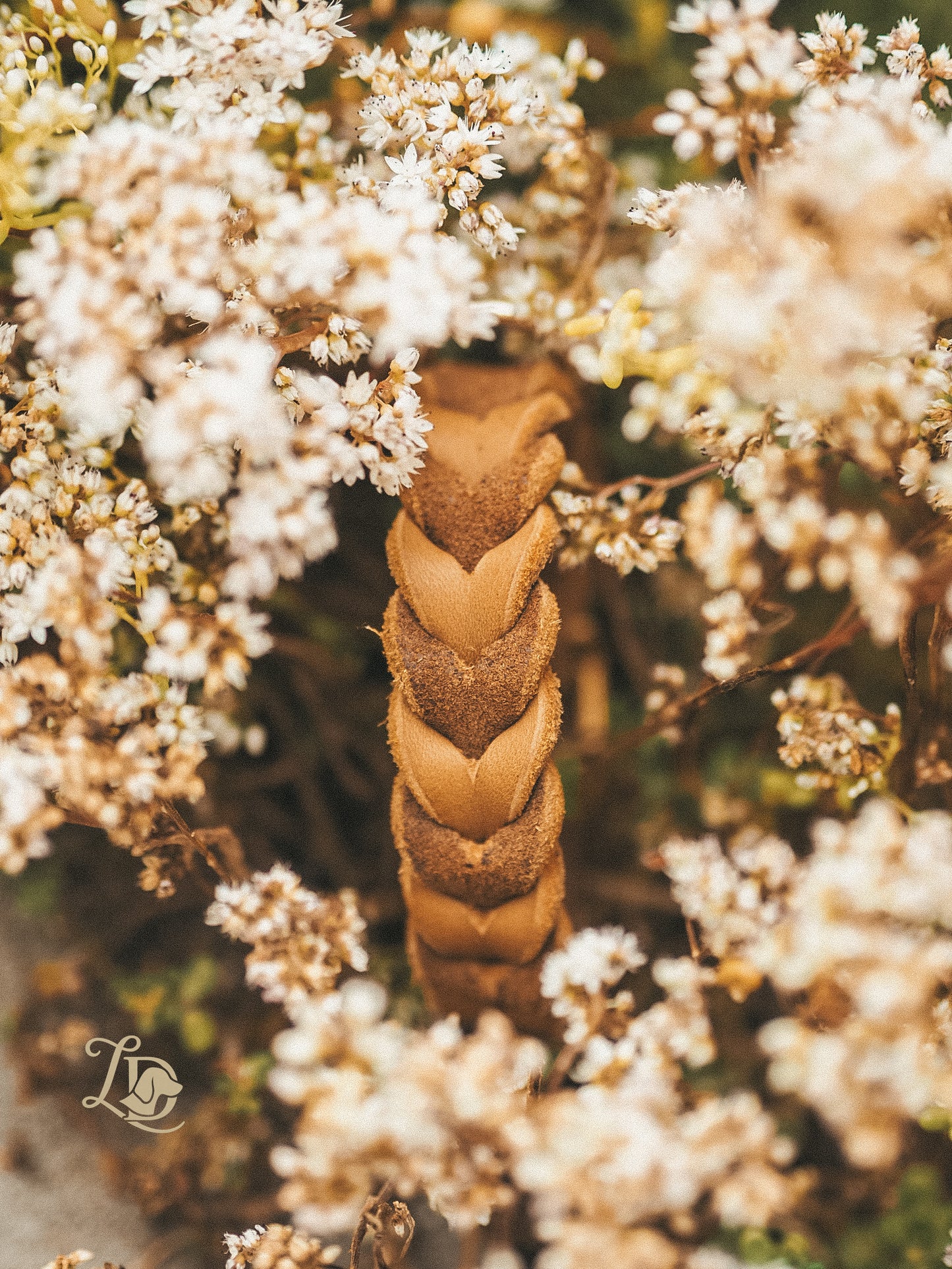 Blank Cognac Halsband