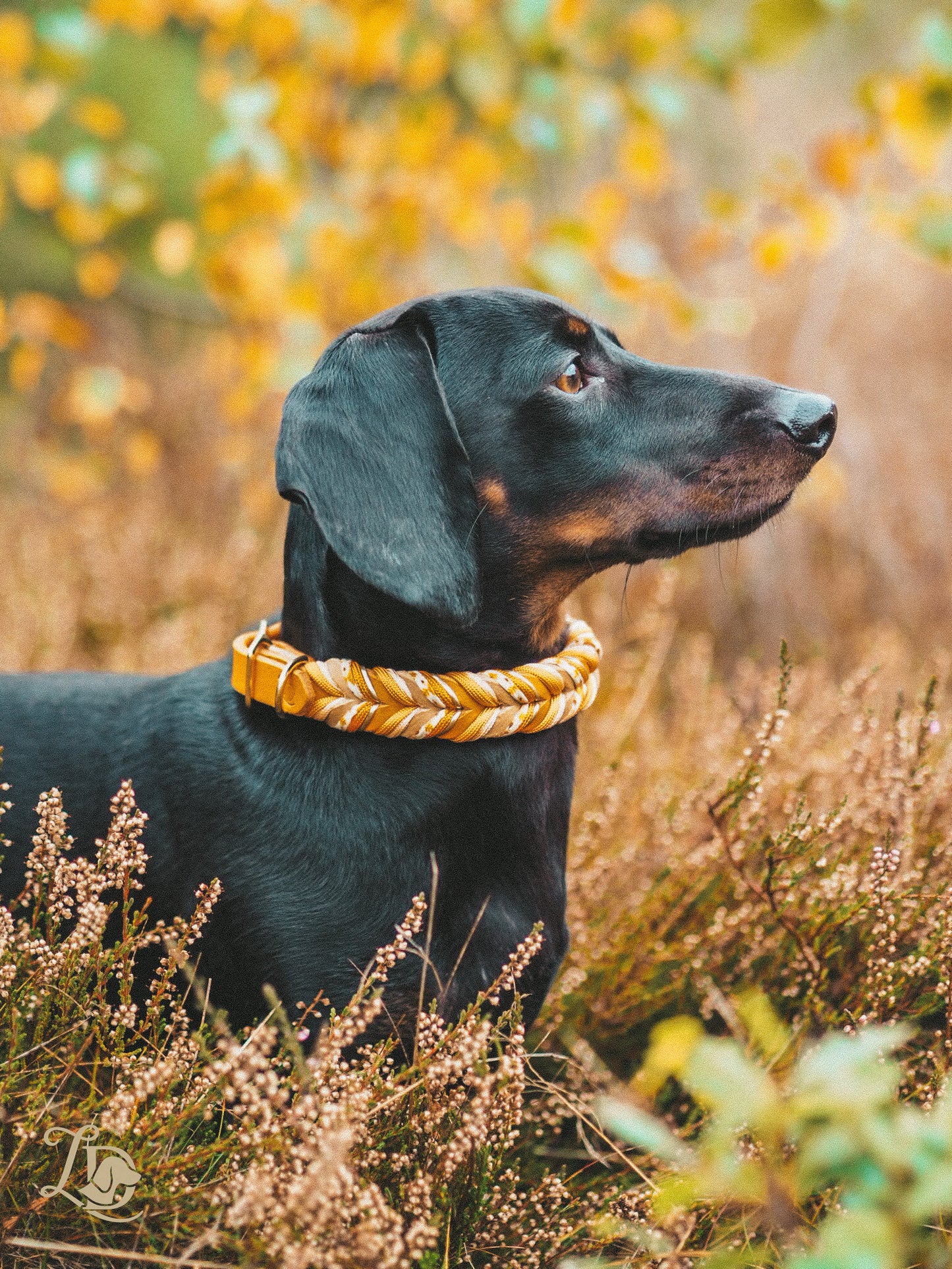 Enchanted Pumpkin Halsband