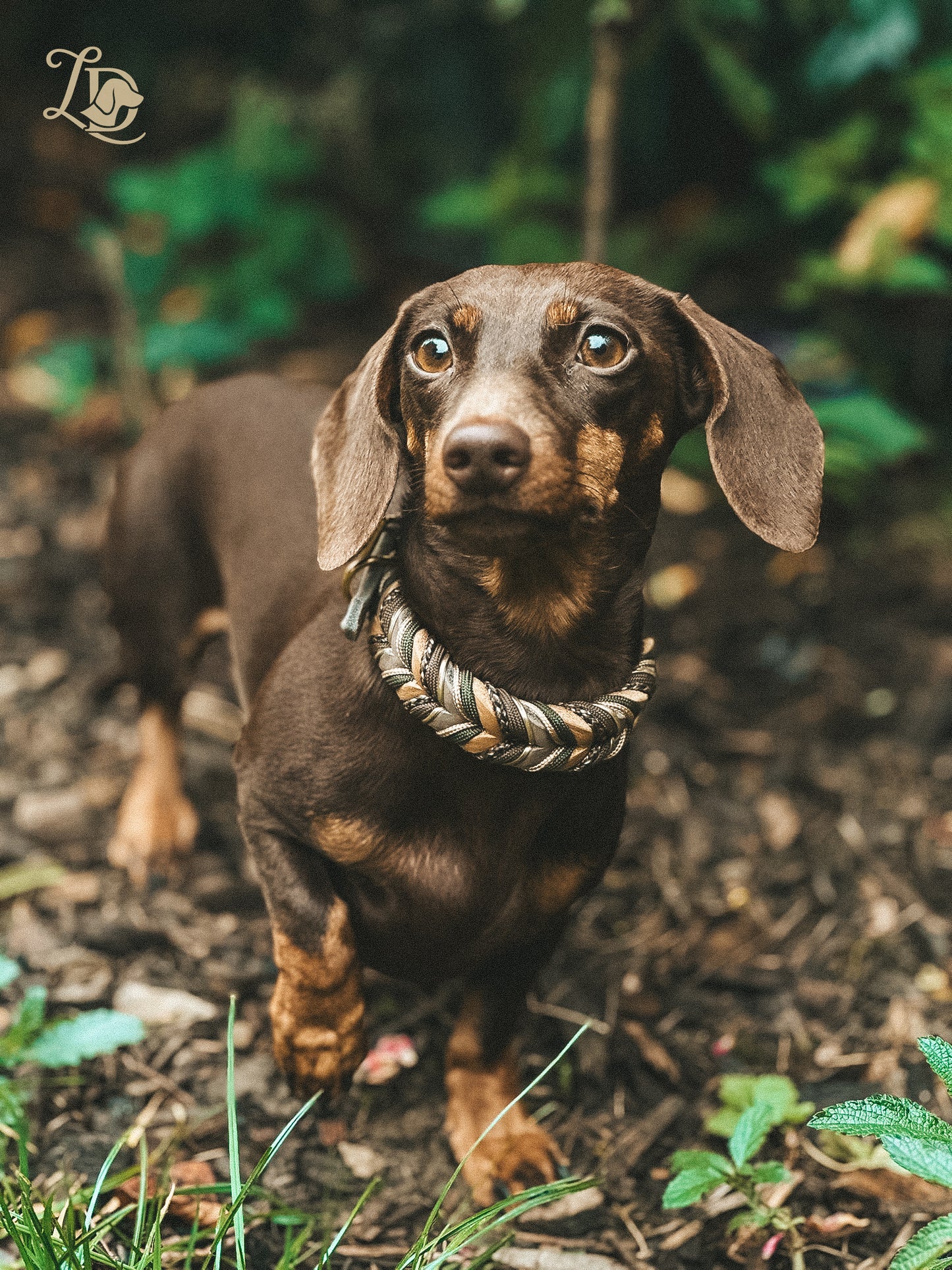 Sherdax Dark Halsband