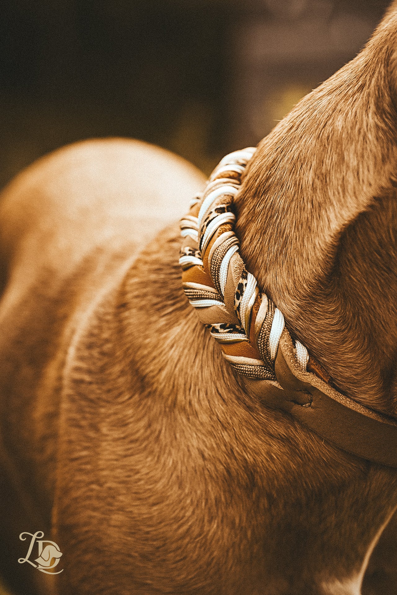 Leo Halsband Cognac Special