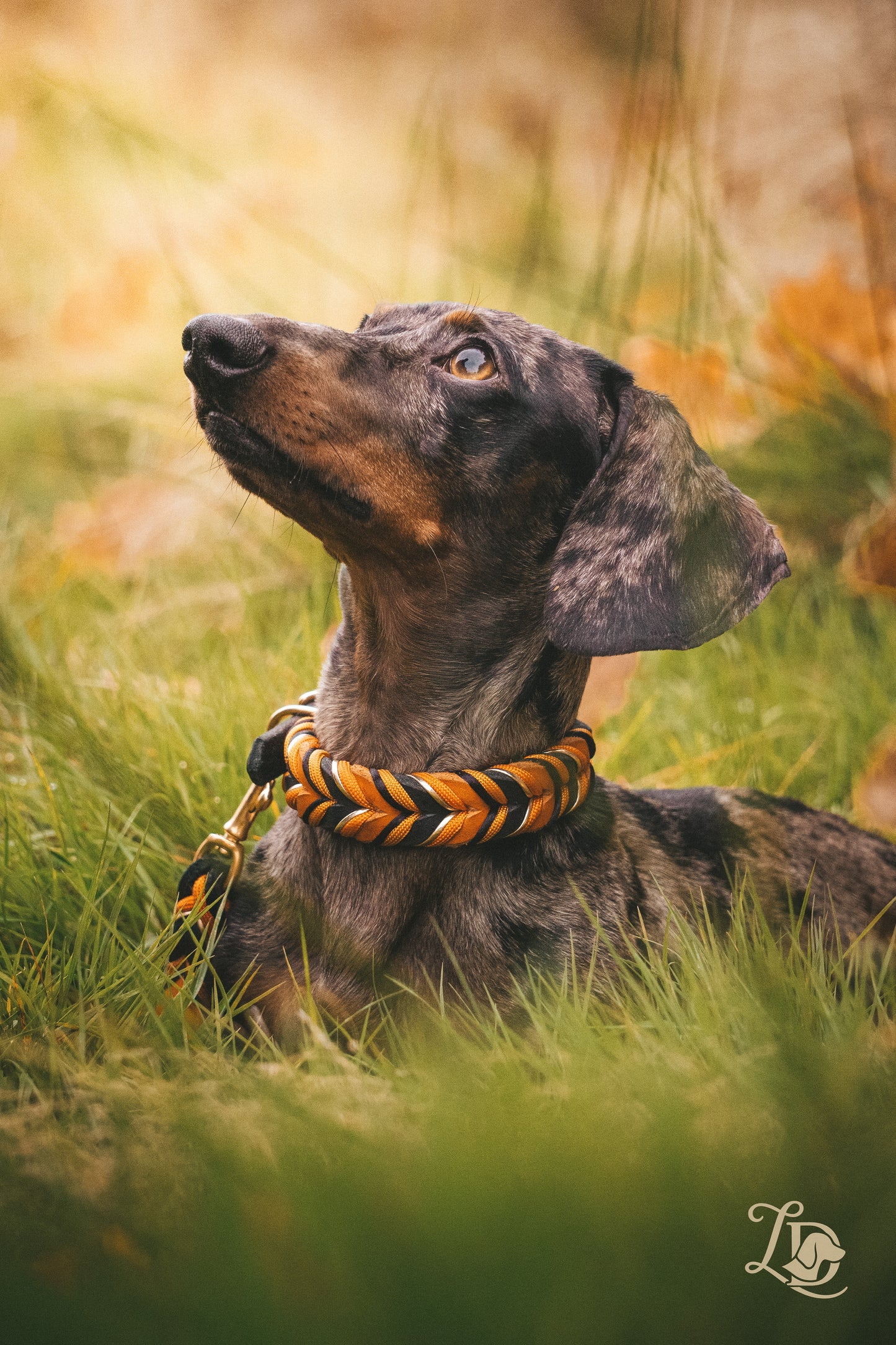 Spooky Halloween Halsband