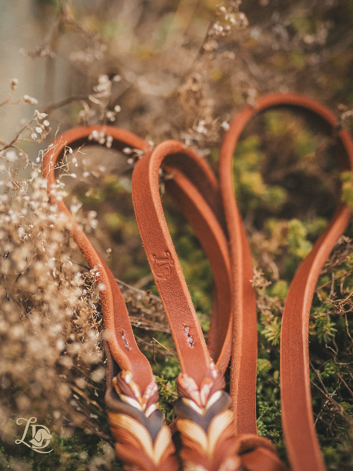 Chrysanthemum Leine Rostrot