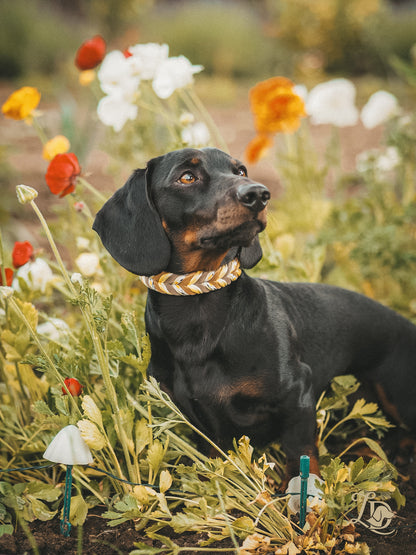 Citrus Halsband Schlamm