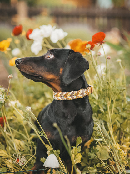 Citrus Halsband Schlamm