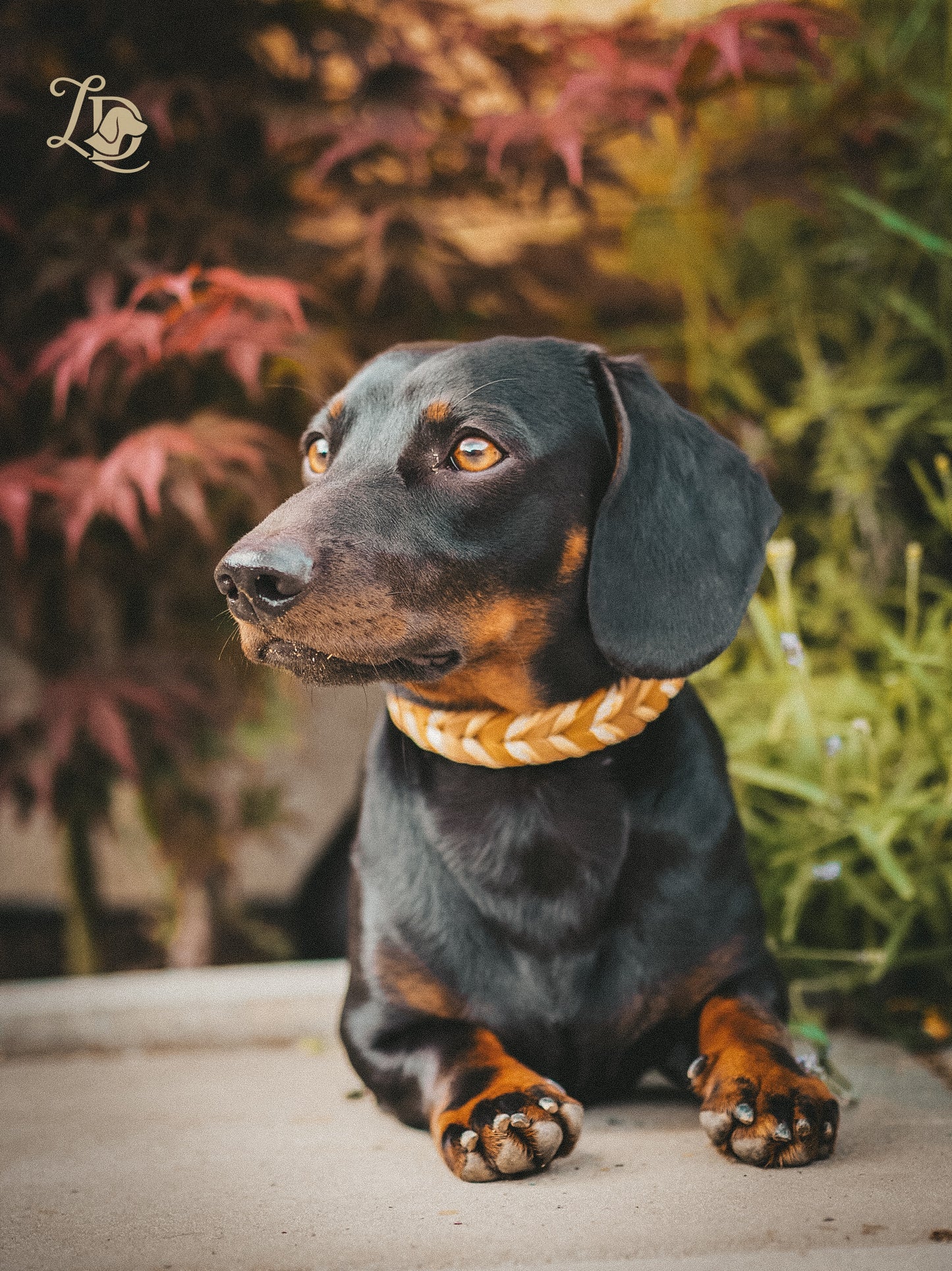 Golden Hour Halsband
