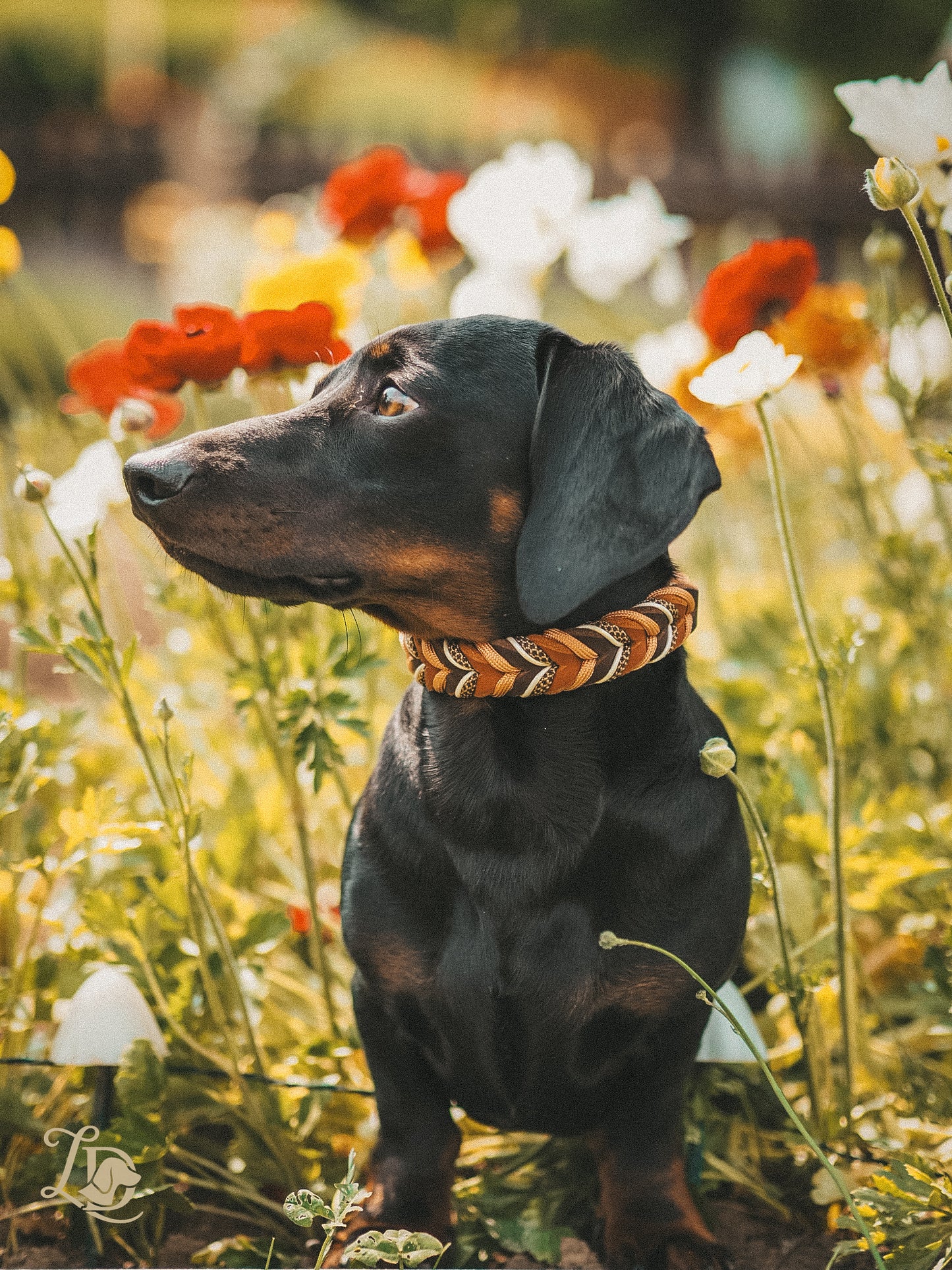 Misty Whiskey Halsband