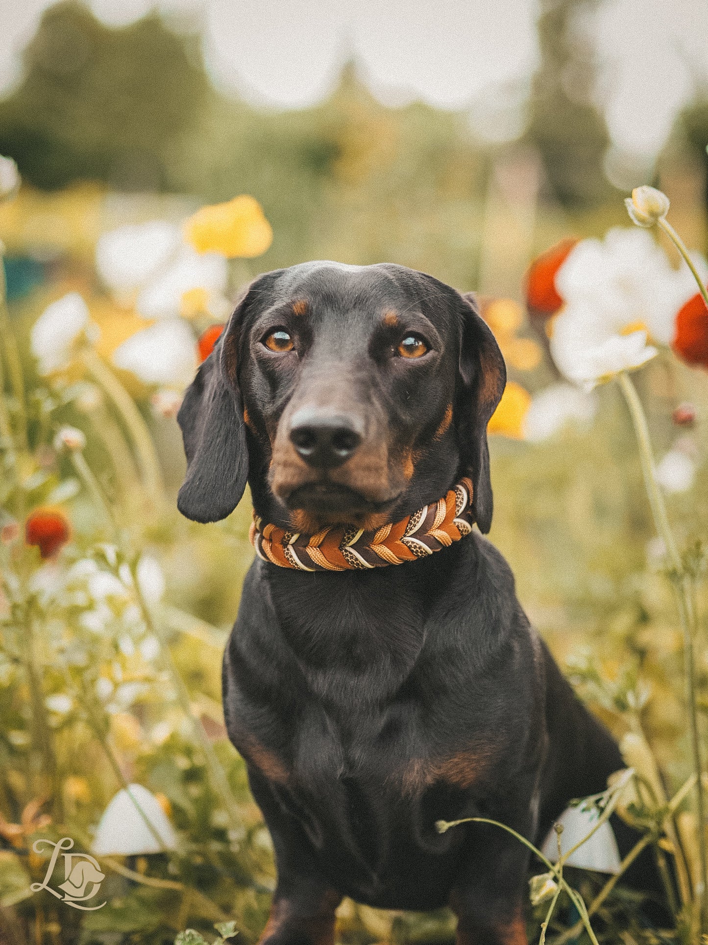 Misty Whiskey Halsband