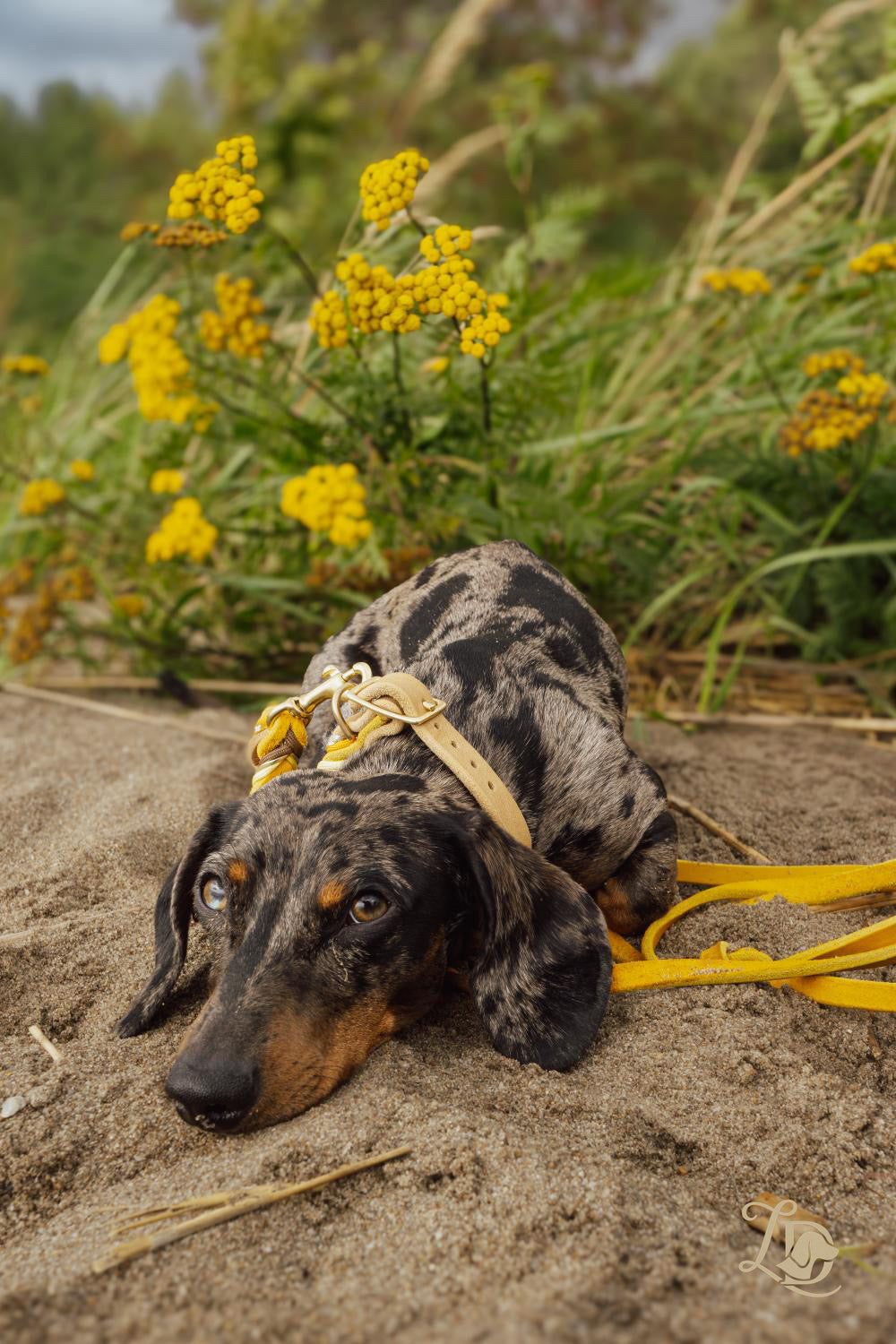 Sunflower Halsband Ocker