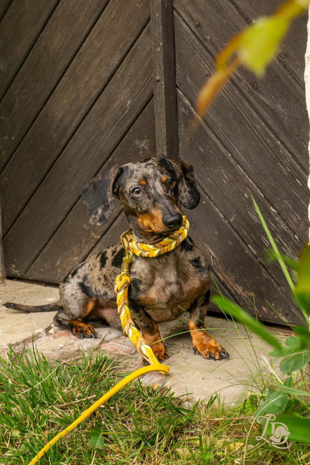 Sunflower Leine Ocker