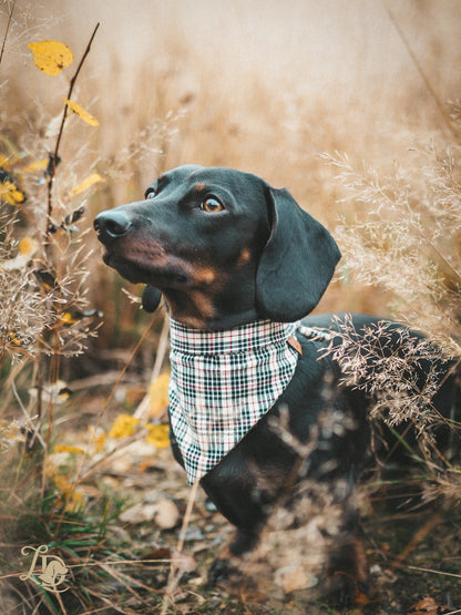 Tartan Beige Halstuch