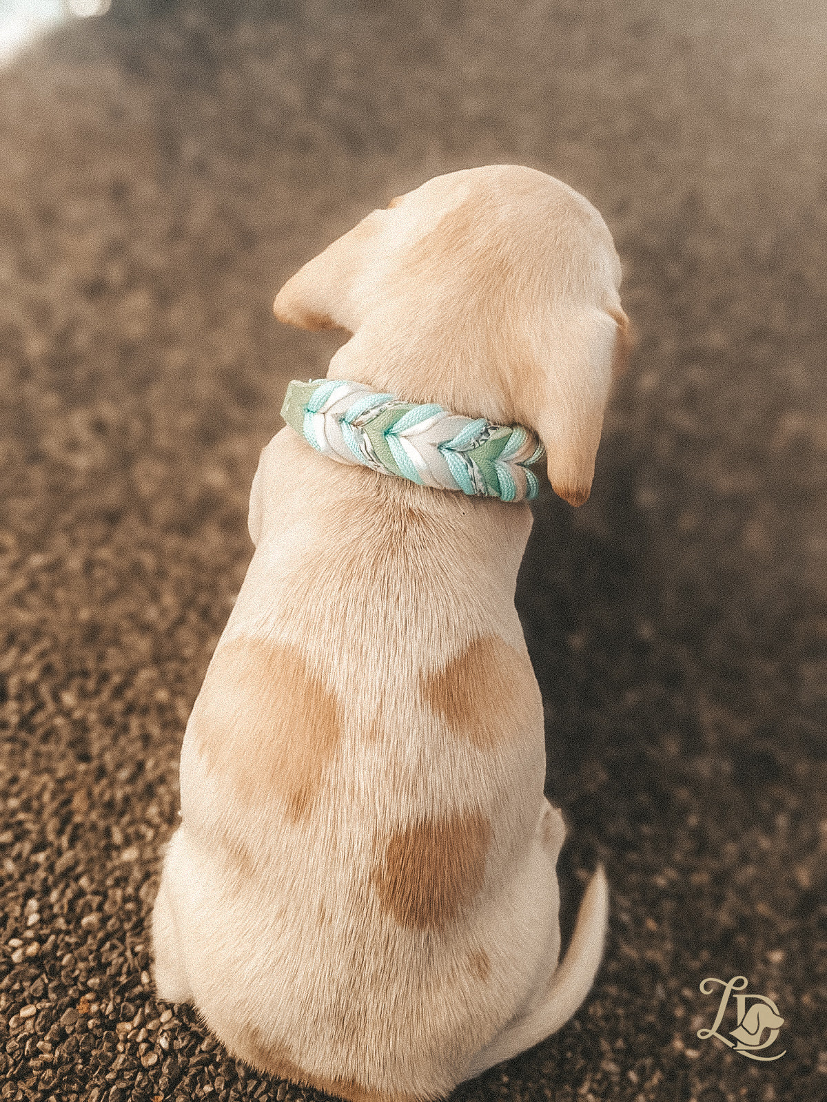Individuelles Welpenhalsband (Zwergdackel)